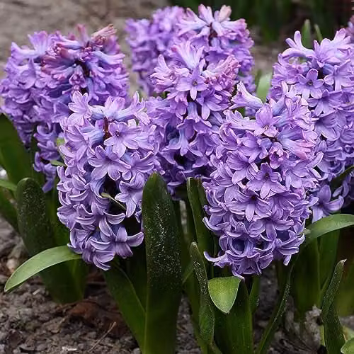 GreenBrokers Purple Star Hyacinth Spring Flower Bulbs, 10 g – 3