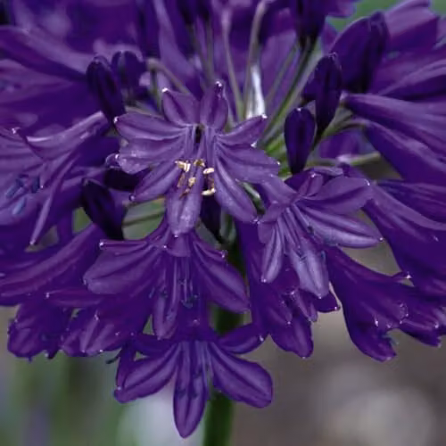 Thompson & Morgan Agapanthus Northern Star Blue Perennial Potted Plants, 4 x 2 Litre – 1