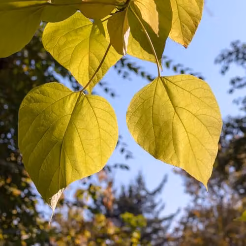 YouGarden Golden Indian Bean Tree Catalpa bignonioides Aurea Ornamental Plant in 5 Litre Pot – 4