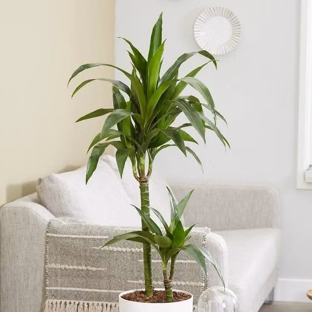 Primrose Dracaena Fragrans Janet Craig Dragon Tree with 2 Stems in a 19cm Green Pot, Height: 90 cm
