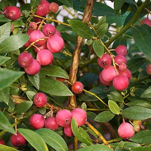 Thompson and Morgan Unusual Pink Fruit Blueberry Garden Plant, 1 x 9cm Potted Plant – 1