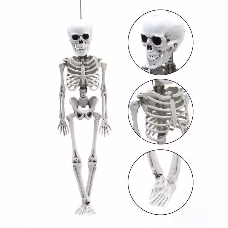 FLAVORA White Poseable Full Life Size Human Skeleton, W/D/H: 15 x 15 x 100 cm