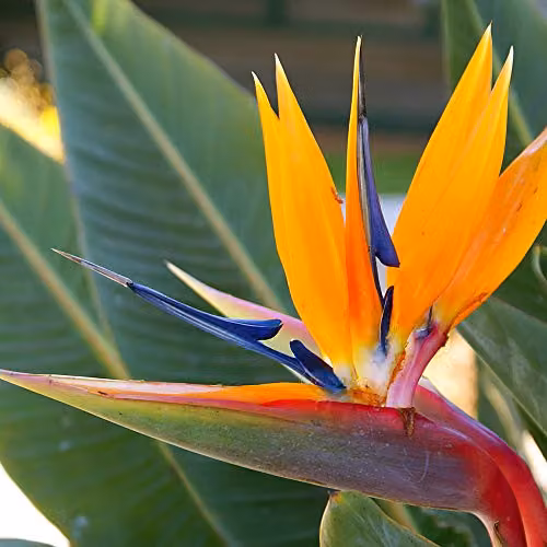 Thompson and Morgan Strelitzia Bird of Paradise Indoor Flowering House Plant, 2 x 13cm Potted Plants – 2