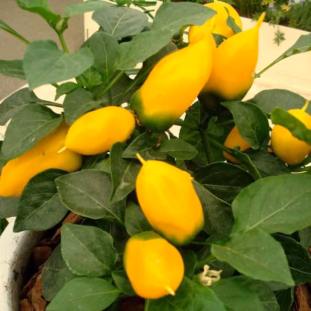 Marshalls Garden Sweet Lemon Dream Pepper Seeds, Yellow, 6 Pack