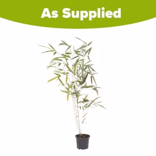 YouGarden Phyllostachys bissettii Green Bamboo Hedge Plant in 3L Pot – 2