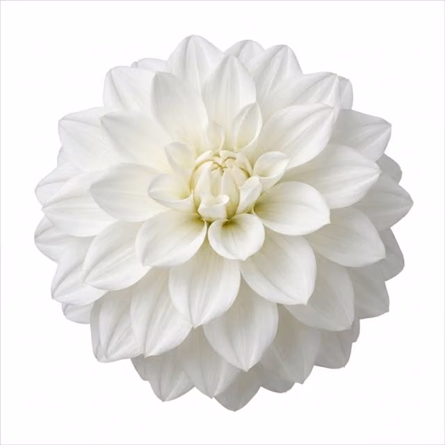Plants by Post Maggiore White Dahlia Perennial Plant, 3L