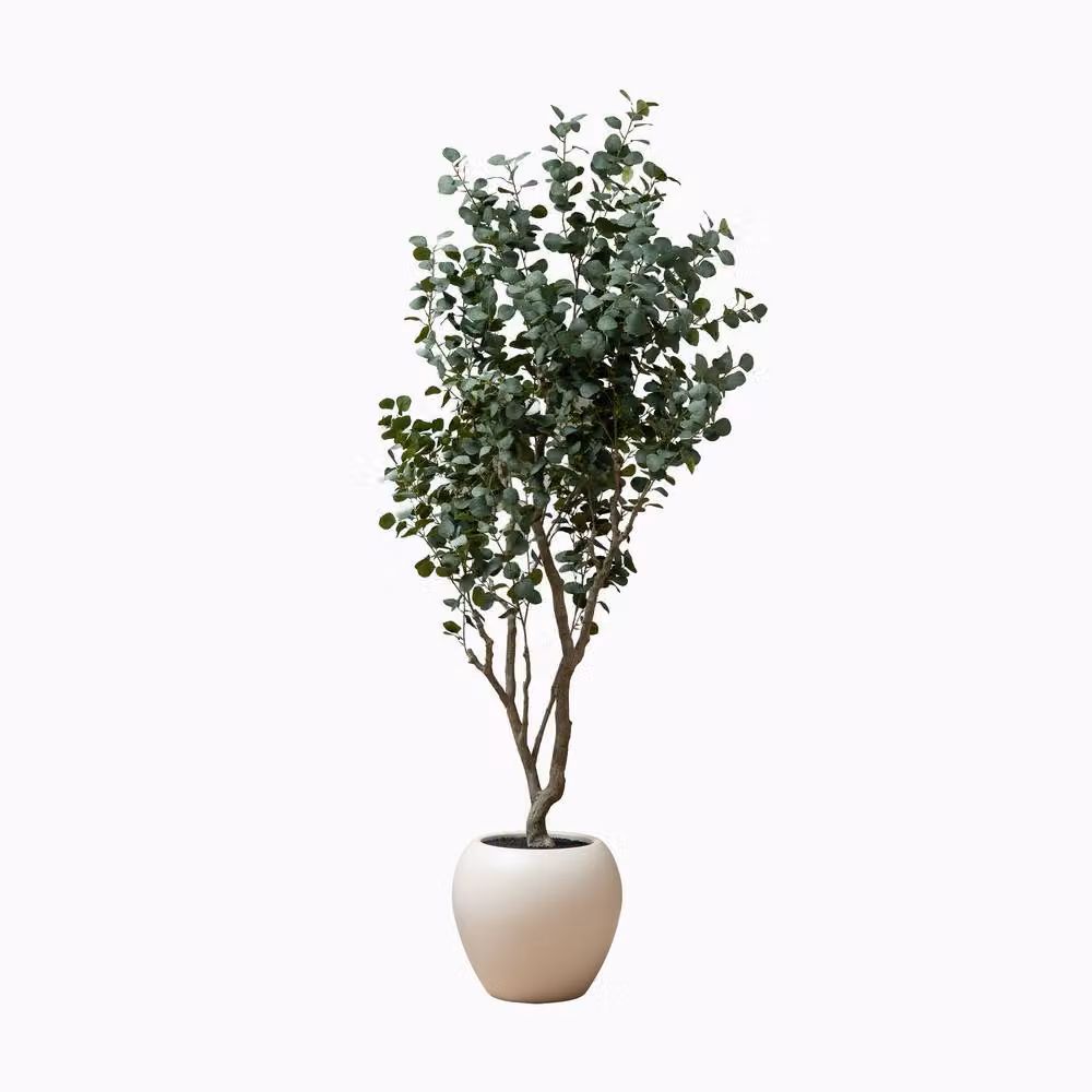 Scottish Everlastings Ltd 270 cm Green Eucalyptus Tree – 2