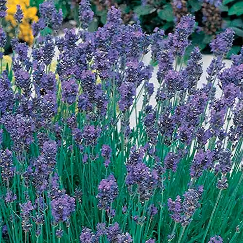 Thompson & Morgan Lavandula Munstead English Lavender Purple Shrubs, 24 Plug Plants