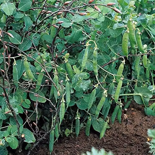 Thompson and Morgan Pea Meteor Seeds, Hardy Annual Vegetable Garden Plants, 250 Seeds – 1