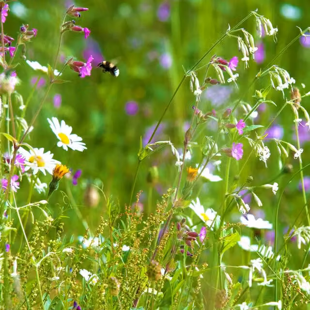Pegdev Woodland and Heavy Shade Wild Flower Grass Mix Seed, 500g, Multicolour