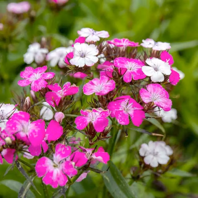 Marshalls Garden Dianthus Dash Magician Colour-changing Perennial Plant for Pots and Borders, Pink and White, 9cm