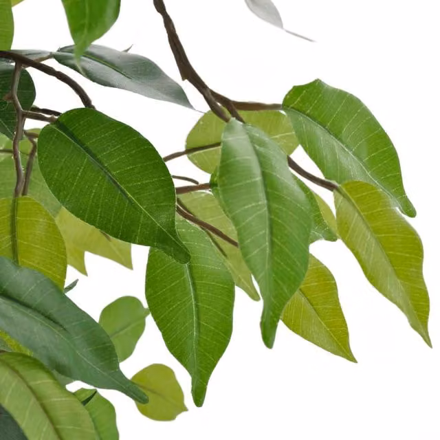 Berkfield Home Artificial Dwarf Ficus Tree in Green with Pot, Height: 60 cm