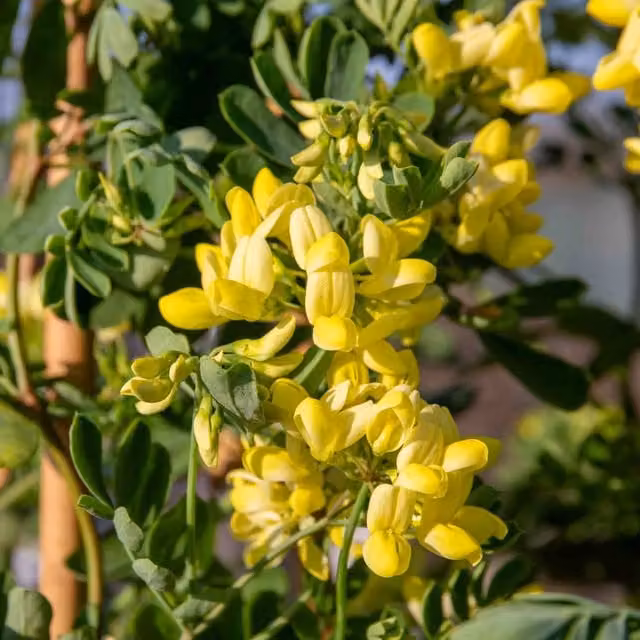 Marshalls Garden Coronilla Glauca Citrina Fragrant Evergreen Yellow Ornamental Shrub