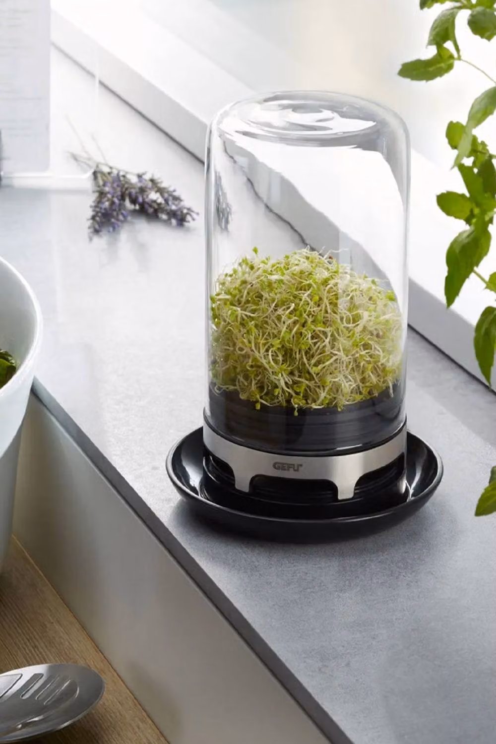 Gefu Bivita Sprouting Jar Mini Greenhouse with Glass Dome and Stainless Steel Base in Transparent and Silver – 2