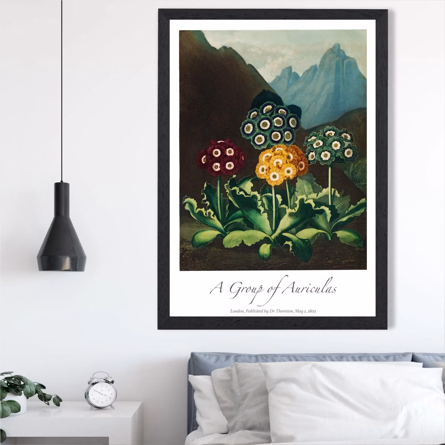 ARTZE Vintage Floral Auricula Flowers Framed Print, Multicolour, A3 – 2