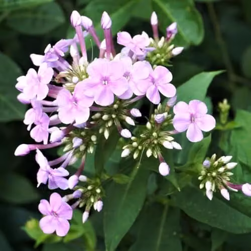 Thompson & Morgan Phlox paniculata Blue Boy Perennial Plant with Fragrant Blue-Purple Flowers, 2 x 9cm Pots