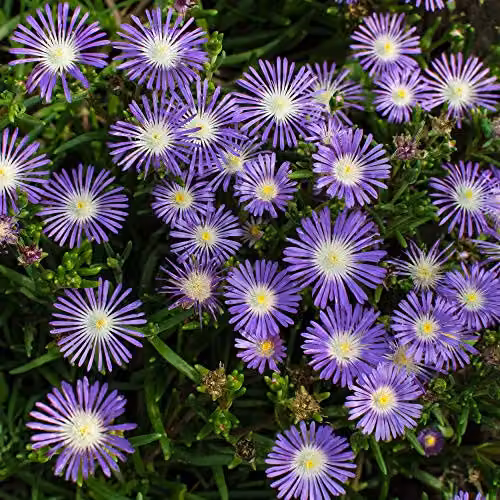 Thompson and Morgan Delosperma floribunda Stardust Ice Plant Seeds, 200 Seeds per Packet – 2