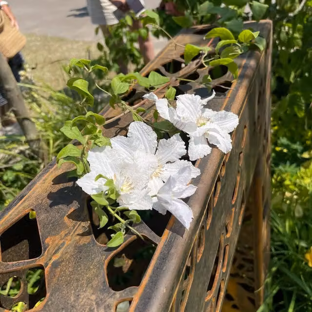 Plants By Post Clematis Prince George White Perennial Outdoor Climber