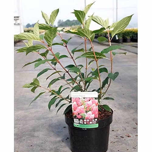Thompson & Morgan Hydrangea Paniculata Vanille Fraise Deciduous Flowering Ornamental Shrub, White and Pink, 1 x 3.6 Litre Pot – 4