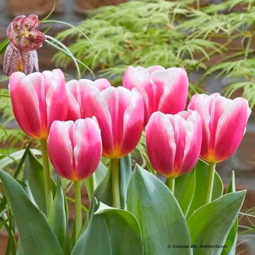 Thompson and Morgan Multicolour Tulip Container Collection Spring Bulbs, 48 Bulbs