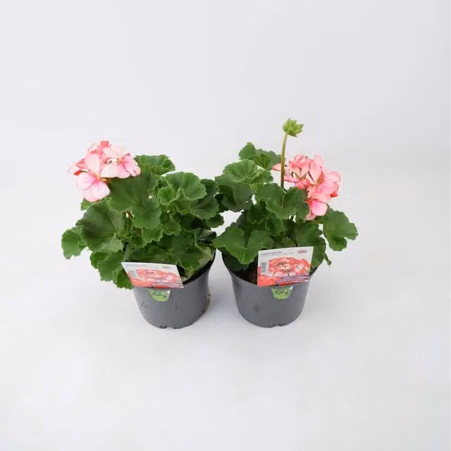 Plants By Post Geranium Zonal Bunny Pink Ice Summer Flowering Plants, Soft Pink and White, 2 x 1L Pots