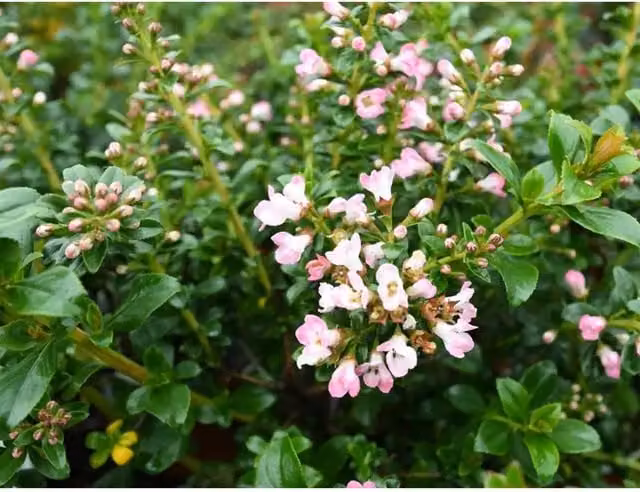 Direct Plants Escallonia Apple Blossom Pink Evergreen Garden Shrubs, Pack of 3