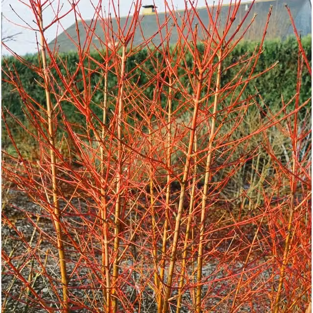 Marshalls Cornus sanguinea Midwinter Fire Red Ornamental Shrub