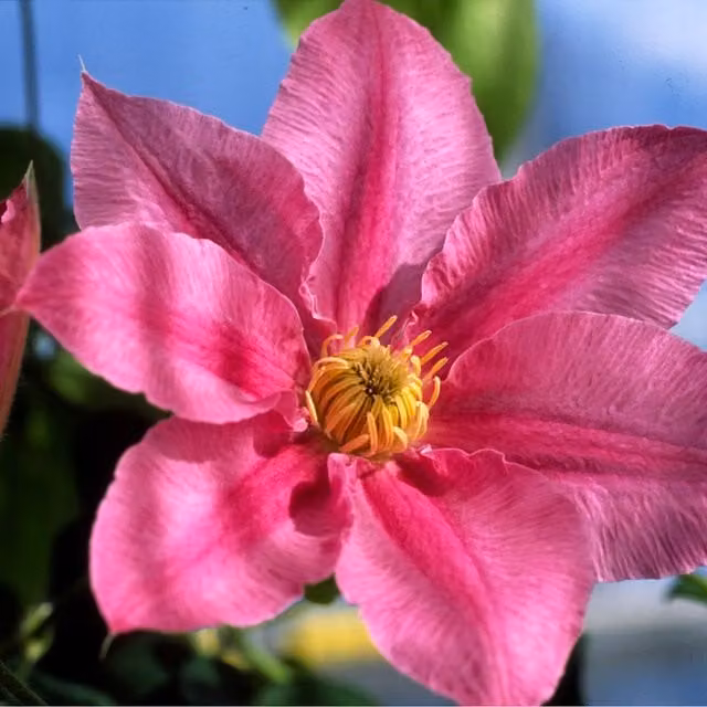 Plants By Post Clematis Abilene Evipo027 Soft Pink Outdoor Climbing Ornamental Garden Plant