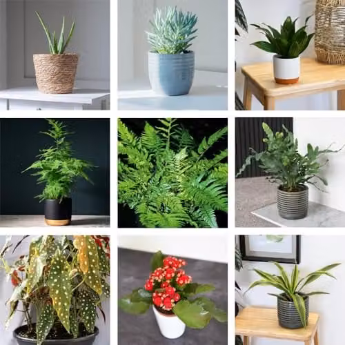 Thompson and Morgan New Home Houseplant Collection of 8 Indoor Potted Plants with Colourful Foliage, Pot Size: 12 cm