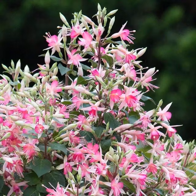 Set of 3 Plant Theory Fuchsia Bedding Plants in 9cm Pink Pots