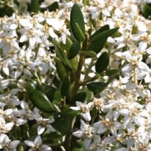 Direct Plants Olearia Haastii Daisy Bush White and Silver Flowering Ornamental Shrub, 5 Litre Pot
