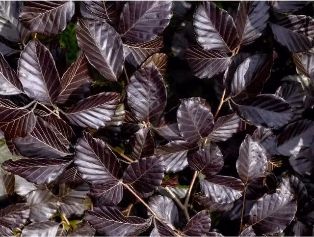 Direct Plants 5x Copper Purple Beech Hedging Plants, 40-60cm, Purple