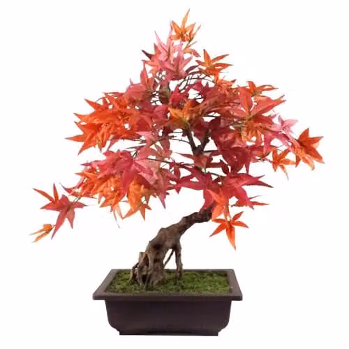 Leaf Design UK Red Acer Artificial Small Bonsai Tree, Height: 50 cm – 1