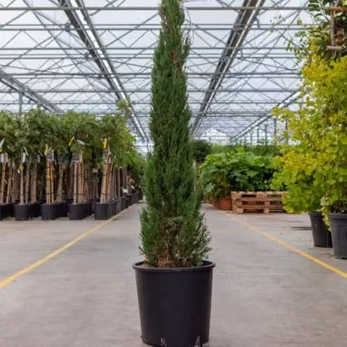 Thompson & Morgan Cupressus Sempervirens Pyramidalis Italian Cypress Tree, Green, 18 Litre Pot – 1