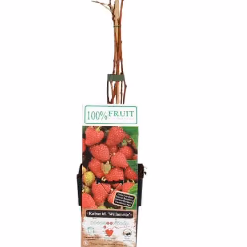 Thompson & Morgan Willamette Raspberry Plants, 2 x 15cm Potted Red Berry Bushes – 2