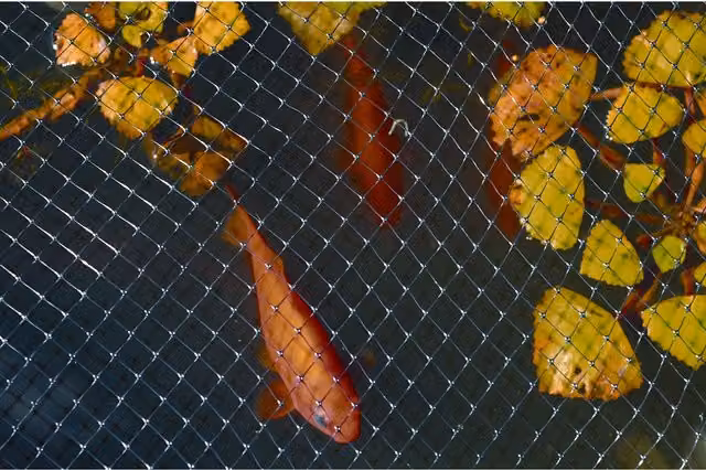 Apollo Gardening Black Crop and Pond Protection Net for Vegetable Gardens