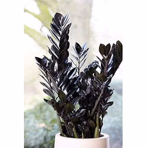Thompson and Morgan Zamioculcas Raven Black Easy to Grow Perennial Indoor Houseplant in a 14cm Pot – 4
