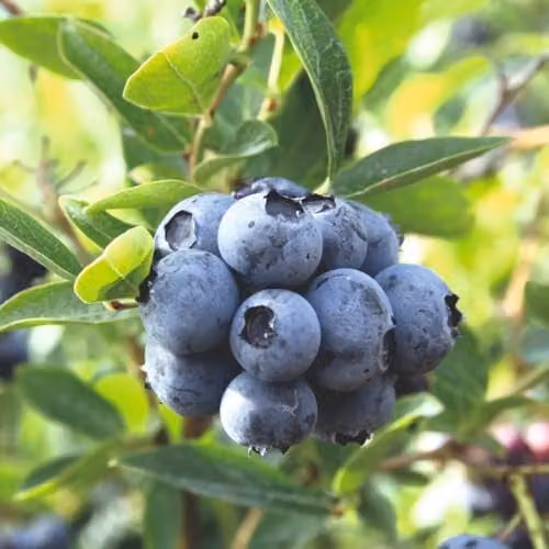 Thompson & Morgan Blueberry Duke RHS Award Winning Early to Mid-Season Variety, 3 x 9cm Pots – 1