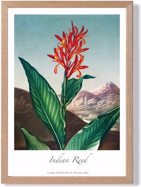 ARTZE Vintage Floral Indian Reed Framed Print, Multicolour Botanical Paper Poster with Red Oak Wood Frame, Size: A2