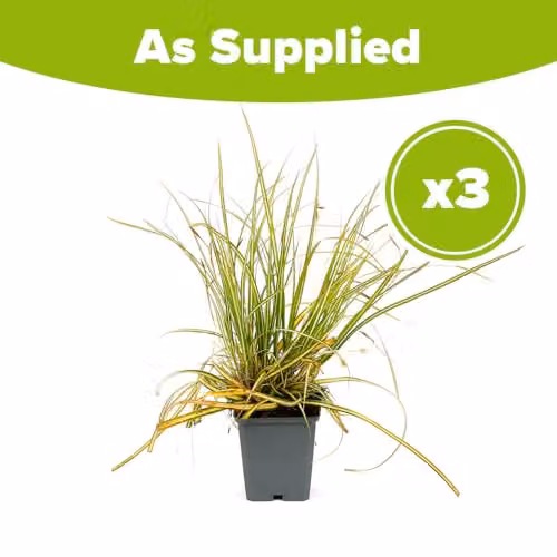 YouGarden Carex Evergold Ornamental Grasses, 3 x 9cm Pots, Variegated Yellow and Green Perennials – 5