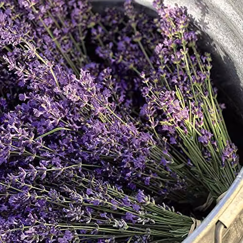 Thompson and Morgan Lavandula Munstead Lavender Hardy Ornamental Shrub, 3 x Jumbo Plug Plants – 3