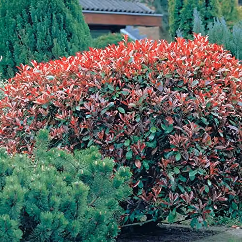 Thompson and Morgan Photinia x fraserie Red Robin Stransvaesia Hardy Shrub with Scarlet Red Leaves for Hedging and Borders, 9cm Pot – 2