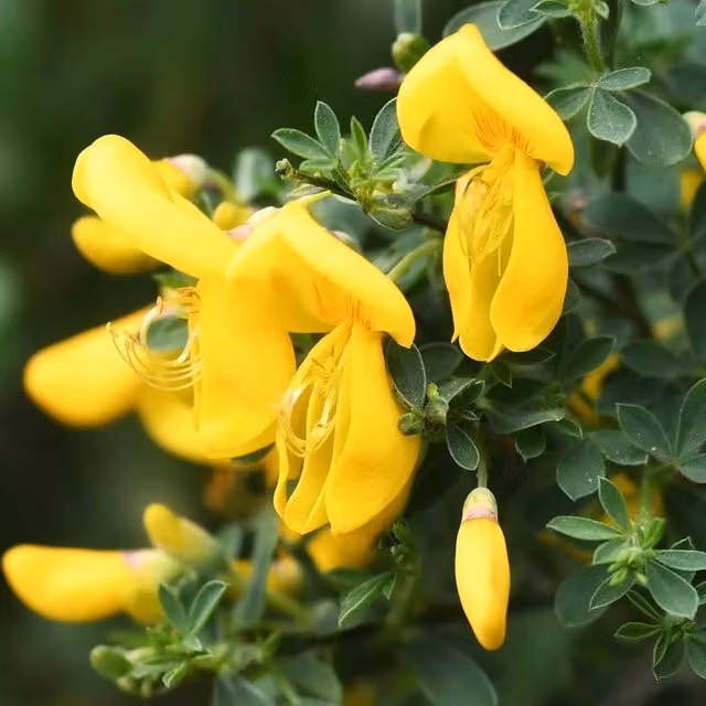 Direct Plants Cytisus Luna Yellow Ornamental Garden Shrubs, Pack of 3
