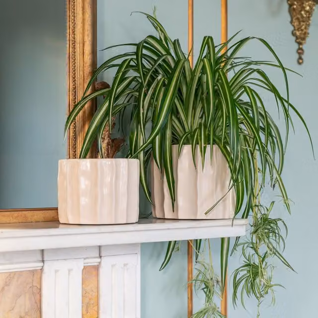 Royal Botanic Gardens Kew Kew Ripple Bone Ceramic Planter in White, H19 x D22 cm – 1