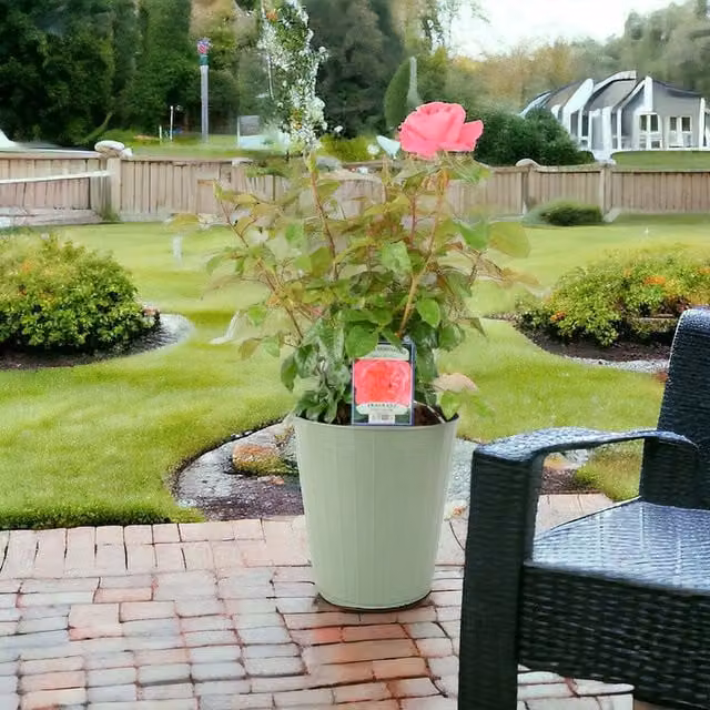 Plants by Post Special Anniversary Rose Bush, Magenta Pink Hybrid Tea Ornamental Shrub in 5.5L Pot