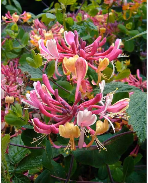 Direct Plants Selection of 12 Mixed Fragrant Flowering Climbing Plants in 3L Pots, Green and Pink