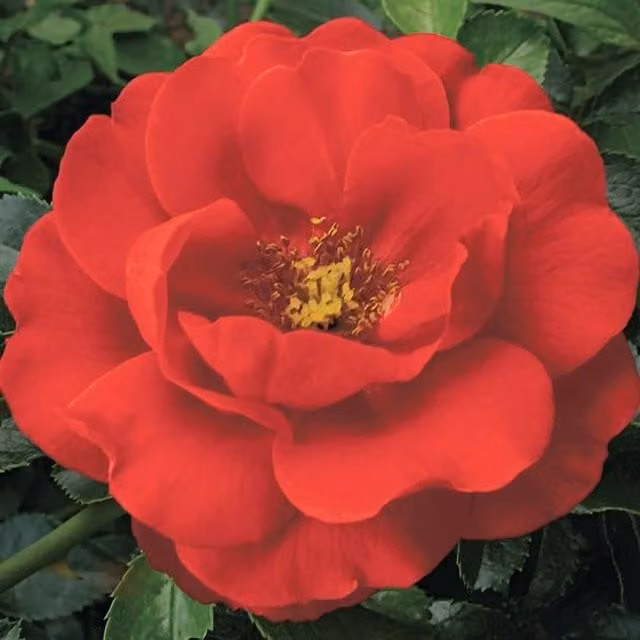 Plant Theory Scarlet Rose Ornamental Shrub, Red Ground Cover, 4L Pot