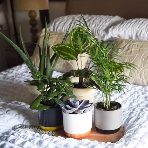 Thompson and Morgan Bedroom Bundle Collection of 5 Hardy Perennial Indoor Houseplants in 12cm Pots – 1