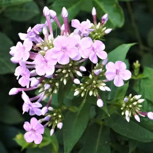 Thompson & Morgan Phlox paniculata Blue Boy Perennial Plant with Fragrant Blue-Purple Flowers, 2 x 9cm Pots