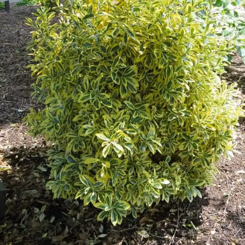 Thompson & Morgan Euonymus japonicus Albomarginatus Evergreen Variegated Shrub, Pack of 3, 9cm Pots – 2